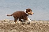 BERGER AUSTRALIEN PUPPIES 124